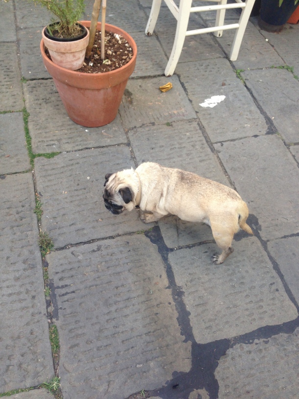 Resident pug gala on patrol with no time for photos